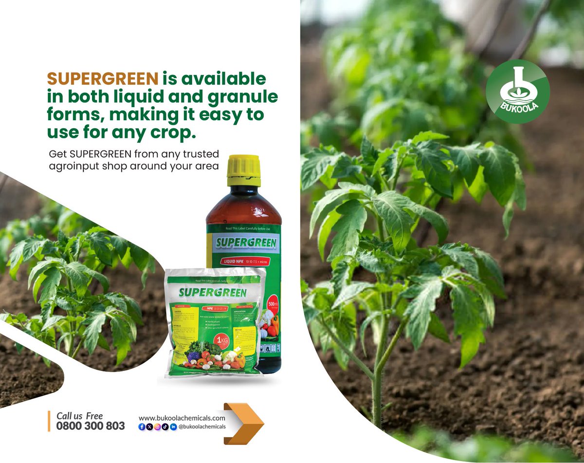 BukoolaChemical's tweet photo. It’s time to take your farming to the next level. Boost your yields with Super Green today. It is available in liquid and granule forms, making it easy to use for any crop. Get SuperGreen today.
#bukoolachemicals #agricinputs #healthycrops #plantfuel #VegetativeBoost https://t.co/3cwAqLmQS3