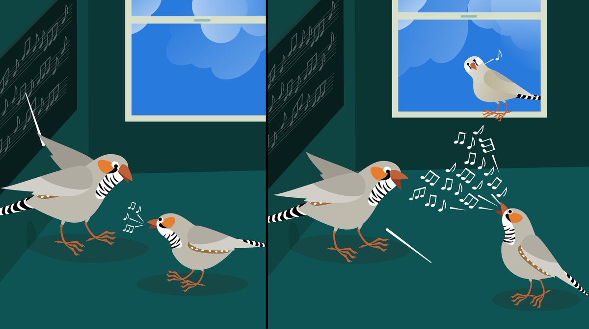 MPI for Biological Intelligence (@mpiforbi) on Twitter photo Underestimated females: A new study by <a href="/LabVallentin/">Vallentin Lab</a> reveals the influence of females on song learning in zebra finches. Vocal feedback from females can activate a neural circuit in the brain of young males while they are learning their song, increasing its accuracy.
Read Underestimated females: A new study by <a href="/LabVallentin/">Vallentin Lab</a> reveals the influence of females on song learning in zebra finches. Vocal feedback from females can activate a neural circuit in the brain of young males while they are learning their song, increasing its accuracy.
Read