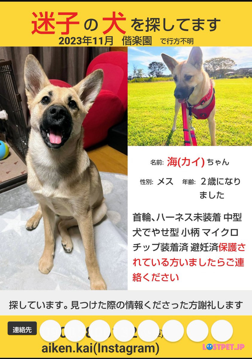 atme9's tweet photo. 来週折り込みチラシいれます🍀海ちゃんに届きますように
#茨城県動物指導センター #水戸市動物愛護センター #雑種犬 #鼻黒 #大きな耳が可愛い #偕楽園 #千波湖  #水戸市 #水戸市周辺 #水戸八幡宮  #那珂市 
#迷子犬 #目撃情報が頼り https://t.co/bRTd8KMskj