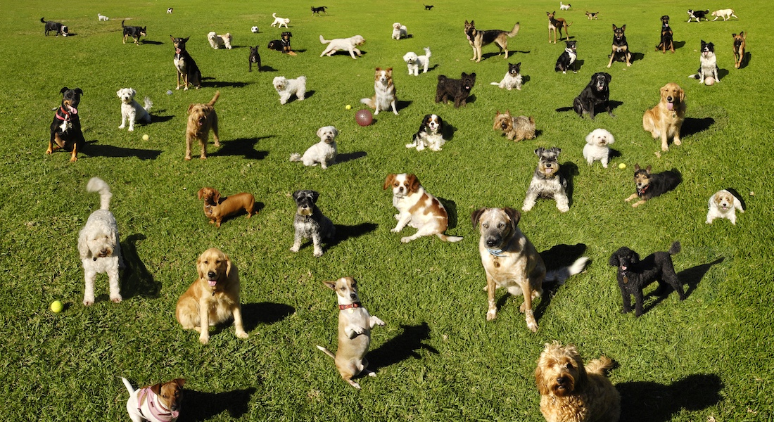 Animalethics.net (@animalethicsnet) on Twitter photo Will #dogbreeds as we know them today soon be a thing of the past?
At the 5th International Dog Health Workshop (IDHW), <a href="/PeterSandoee/">Peter Sandøe</a> discussed the demand and supply of dogs in the Global North and the large changes that are taking place.
Watch via 👉 t.ly/bNYO5 Will #dogbreeds as we know them today soon be a thing of the past?
At the 5th International Dog Health Workshop (IDHW), <a href="/PeterSandoee/">Peter Sandøe</a> discussed the demand and supply of dogs in the Global North and the large changes that are taking place.
Watch via 👉 t.ly/bNYO5