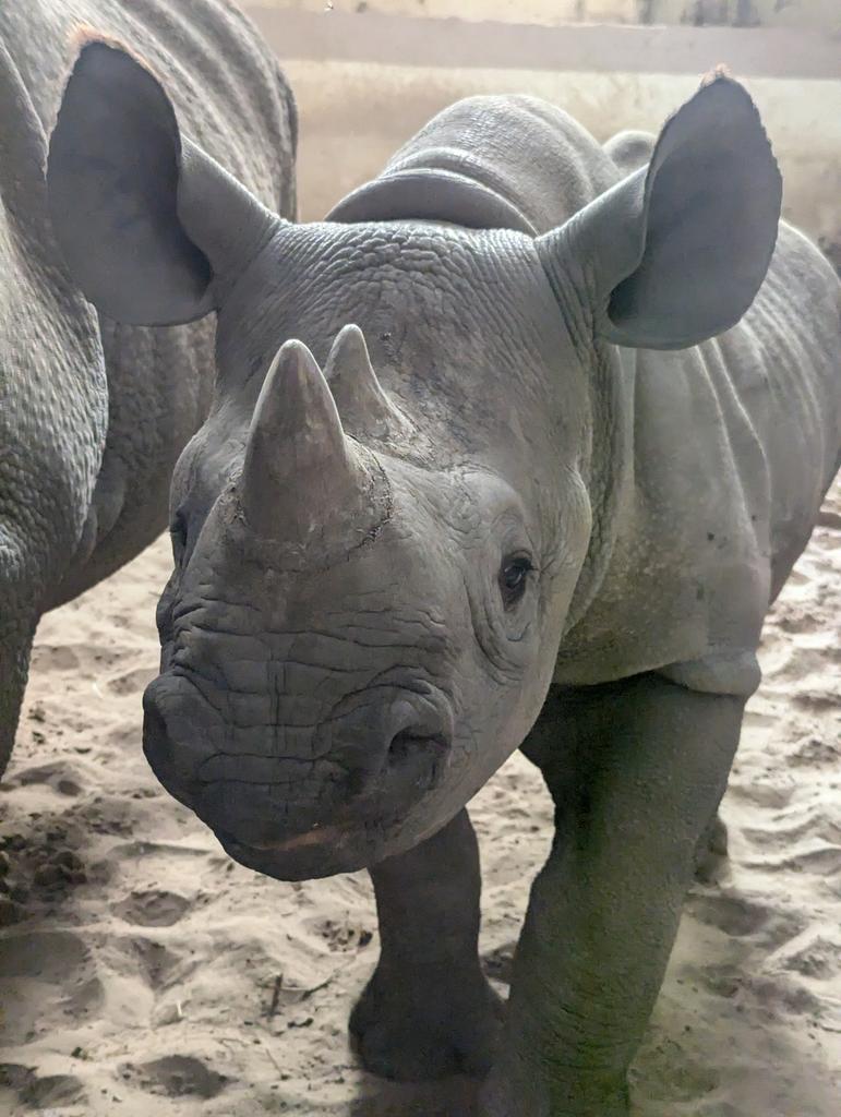 Emma Rodgers tweet media