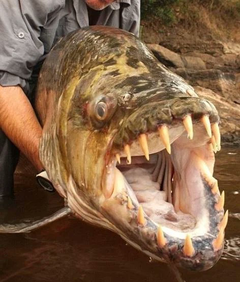 David_eficaz's tweet photo. Animales que te sorprenderán por su tamaño real:

Te quedarás con la boca abierta 😲

1. Pez tigre Goliat https://t.co/RsXPlLUhLg