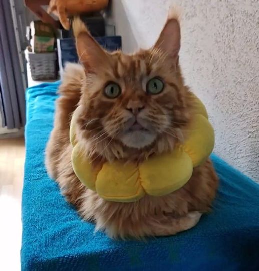 Brenda Lok tweet media