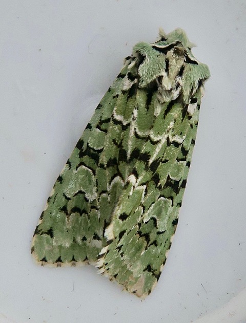 WarwickNatHist's tweet photo. It's the time of year for plenty of moths appearing in the traps of members of the Warwick Natural History Society. There's a selection on 'Snippets' No 117 on the website, including this rather beautiful Merveille du Jour photographed by Liz Dinsdale. https://t.co/RlWeOKyf2S https://t.co/Q5rbvW9Sav