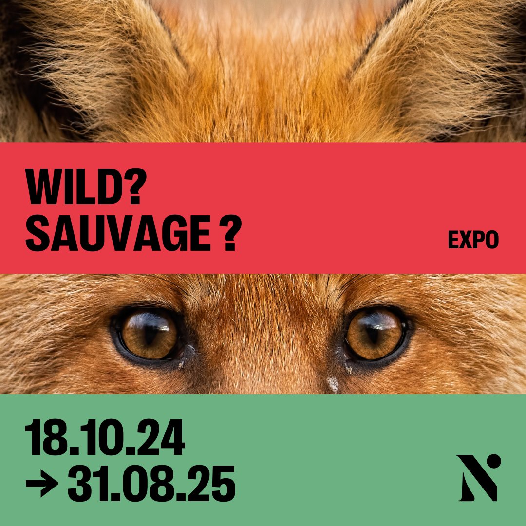 NEW EXHIBITION🚨 WILD?  Who is “wild” ❓
Our new exhibition invites you on an emotional journey to encounter both "beasts" and yourself.🦊
👉🏼 naturalsciences.be/en/museum/exhi…