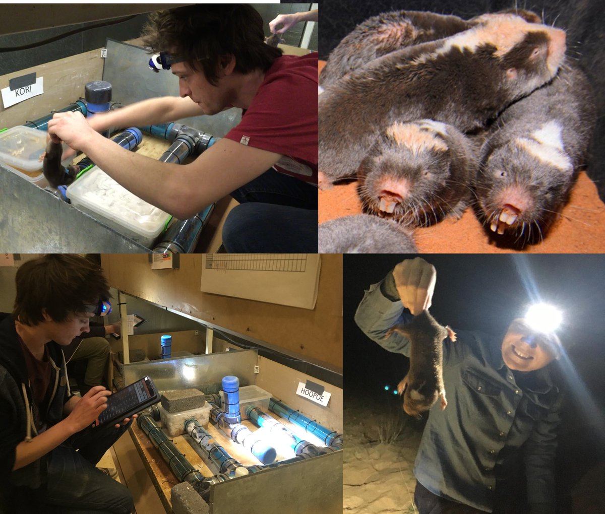 AmyLeedale's tweet photo. I'm excited to share our paper just out in Proc B @RSocPublishing! Through cross-fostering and #MateChoice experiments in #DamaralandMolerats, we show that #KinRecognition for #IncestAvoidance is based on association in early life, not genetic similarity👉https://t.co/GoIvU4apMg. https://t.co/jGN2H8lIZV