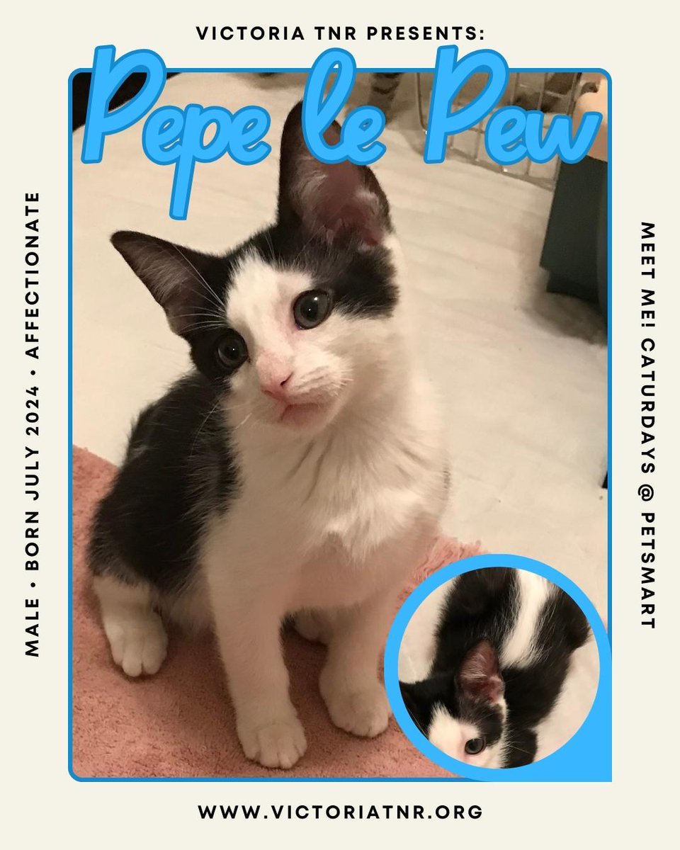 TNRVictoria's tweet photo. It's #Caturday Eve!
Please join us for Caturdays! @ PetSmart every Saturday in Victoria, Texas from 10:00 AM to 3:00 PM.

All of our kittens have been fully vetted.

Here are a few kittens that will be available for adoption this Saturday! https://t.co/QRY3dYGiTy