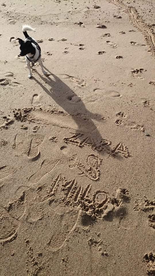 ParaAnd89's tweet image. 🖤 10 Years Ago Today 🖤 #UnconditionalLove #Furbaby #Pawrent #ILoveYou #Skegness #Beach #DogLover #dogsoftwitter