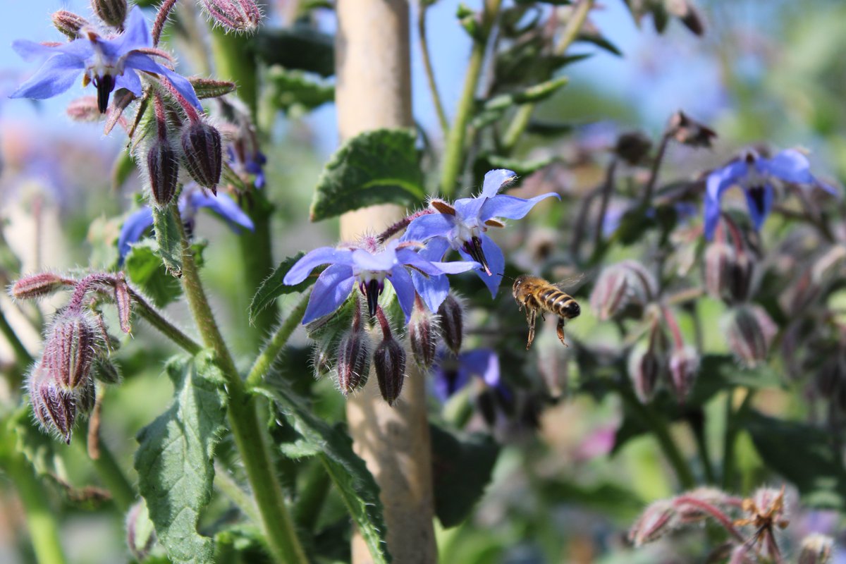 POLE BIO Pays de la Loire tweet media