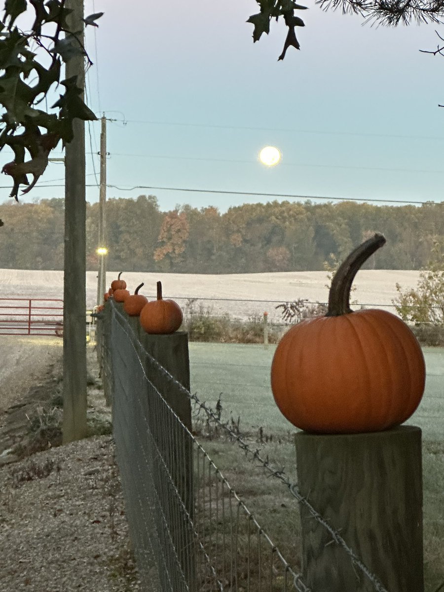mrdonkerdonk's tweet photo. Good morning form our Ohio Farm. Frost on the pumpkin 🎃 #GoodMorning #moon #FullMoon #pumpkin #ohiofarm #Ohio https://t.co/64w2KVcLNi