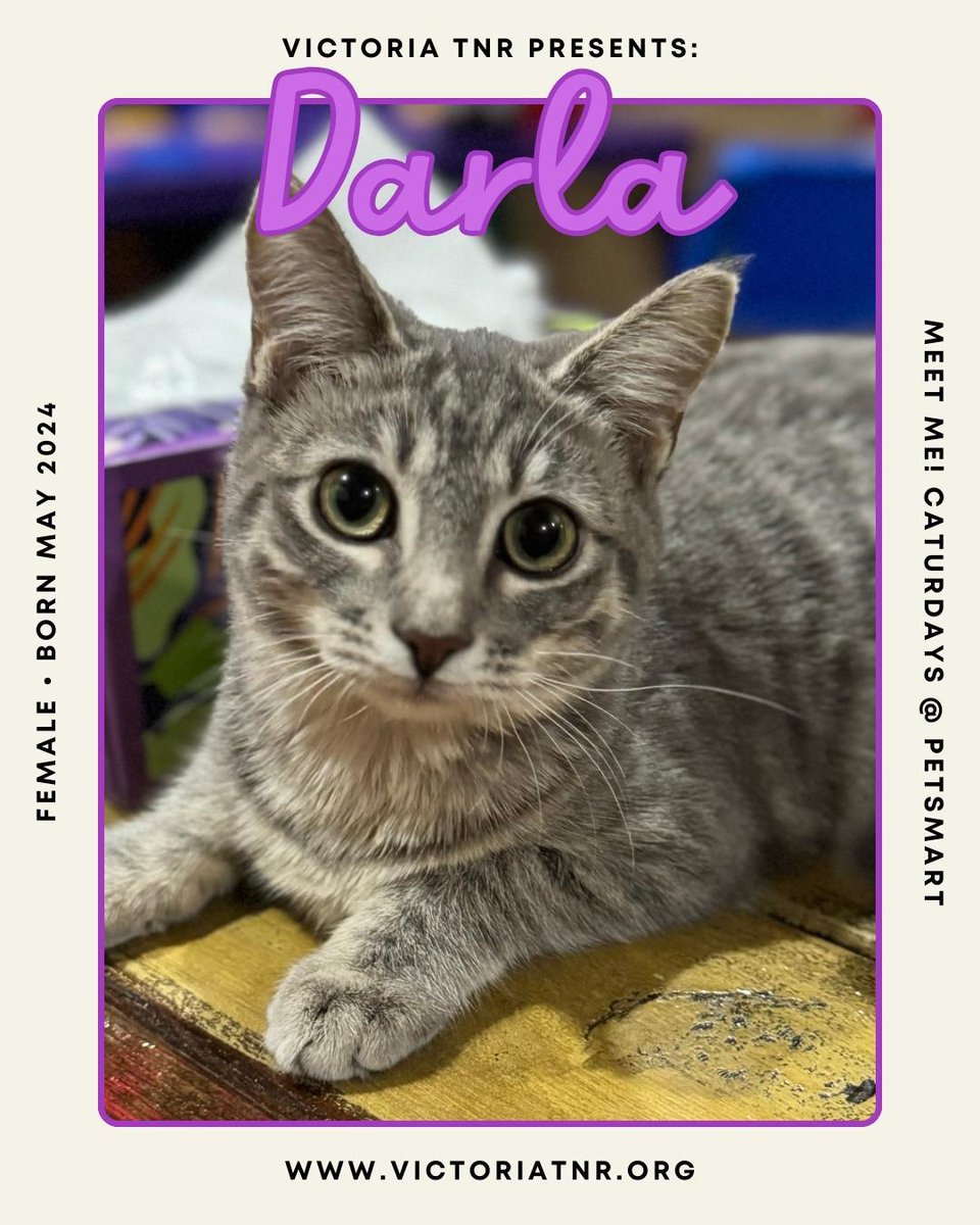 TNRVictoria's tweet photo. It's #Caturday Eve!
Please join us for Caturdays! @ PetSmart every Saturday in Victoria, Texas from 10:00 AM to 3:00 PM.

All of our kittens have been fully vetted.

Here are a few kittens that will be available for adoption this Saturday! https://t.co/hUwp3jAzN5