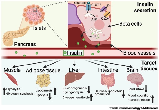 Trends_Endo_Met's tweet image. Online Now:  Insulin dlvr.it/TFRML8 #trends #endocrinology #metabolism