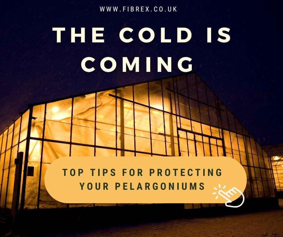 Fibrex Nurseries (@fibrexnurseries) on Twitter photo ❄️NEW BLOG POST❄️
Head over to our website where we have shared our top tips for looking after your Pelargoniums through the colder months.
fibrex.co.uk/blogs/news ❄️NEW BLOG POST❄️
Head over to our website where we have shared our top tips for looking after your Pelargoniums through the colder months.
fibrex.co.uk/blogs/news