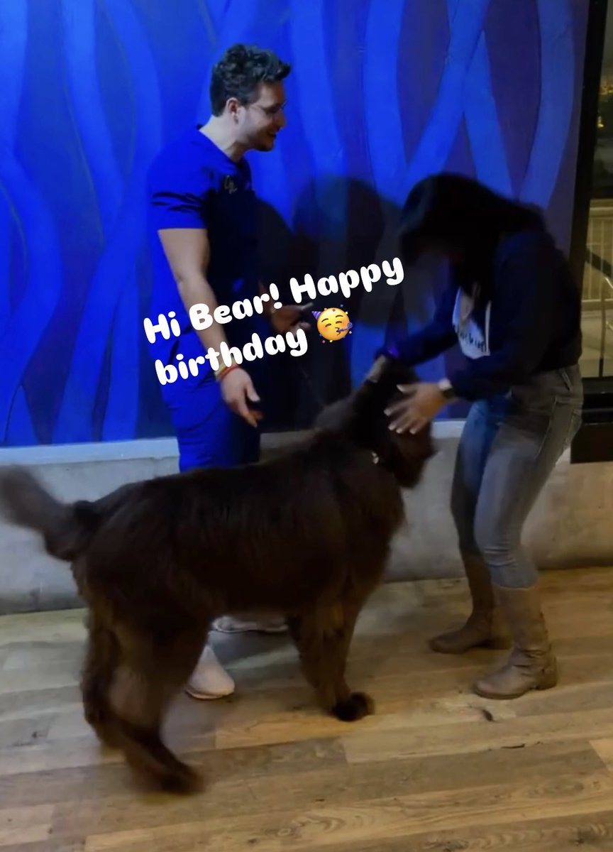 Mia_ashly's tweet photo. Happy 7th birthday to the most lovable Bear pup!!! 🤗 #virtualtherapydog #newfielove #makesmesmiley
(@RealDoctorMike) https://t.co/3YMg5E4N9E