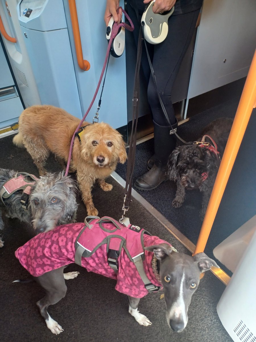 RichTheGuard's tweet image. Had these 4 lovelies between Poole and Parkstone just now. Fuss all around #dogsontrains