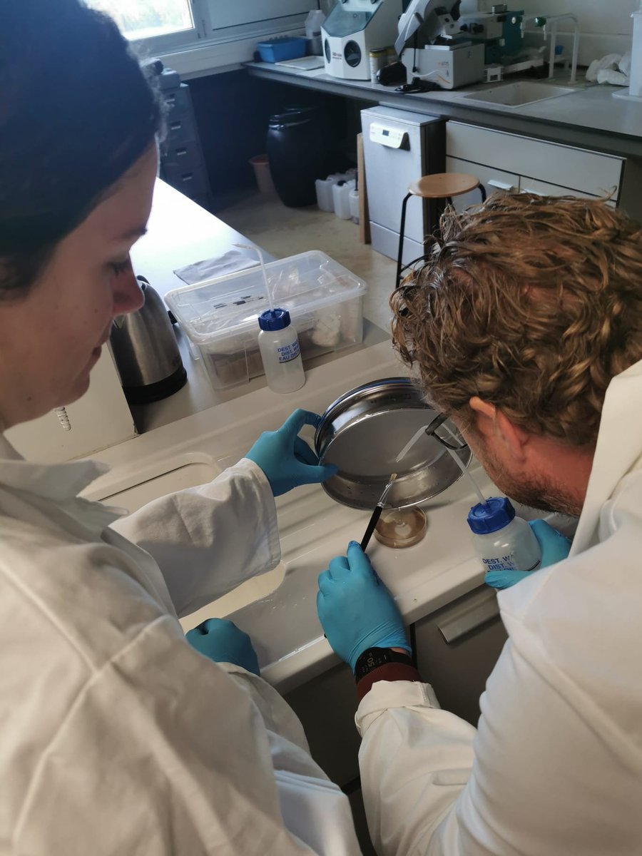The FLUX Team (ERC Project) (@amgc_flux_team) on Twitter photo What was the flux of extraterrestrial dust during the Ordovician? To answer this, <a href="/LisaMeteorites/">Lisa Krämer Ruggiu</a> and <a href="/GoderisSteven/">Steven Goderis</a> have been sieving through “residue” left behind from dissolving Ordovician limestone in acid. Indeed, although the limestone dissolves, micrometeorites do not! 😃 What was the flux of extraterrestrial dust during the Ordovician? To answer this, <a href="/LisaMeteorites/">Lisa Krämer Ruggiu</a> and <a href="/GoderisSteven/">Steven Goderis</a> have been sieving through “residue” left behind from dissolving Ordovician limestone in acid. Indeed, although the limestone dissolves, micrometeorites do not! 😃