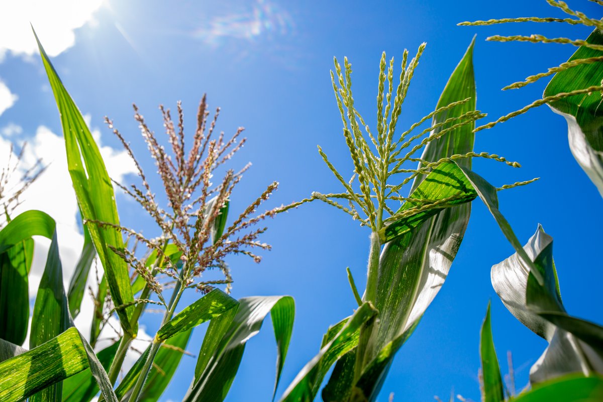 Plants People Planet 🌱👥🌐 (@plantspplplanet) on Twitter photo Validating a novel genetic technology for hybrid #maize seed production under management practices associated with resource-poor farmers in #Zimbabwe
Hamadziripi et al. <a href="/CIMMYT/">CIMMYT</a> <a href="/esnathh/">Tatenda Hamadziripi</a> <a href="/FBaudron/">Frédéric Baudron</a> <a href="/rachel_c_voss/">Rachel Voss, PhD</a> <a href="/jcairns77/">Jill Cairns</a>
📖nph.onlinelibrary.wiley.com/doi/10.1002/pp…
@Wileyfoodsci Validating a novel genetic technology for hybrid #maize seed production under management practices associated with resource-poor farmers in #Zimbabwe
Hamadziripi et al. <a href="/CIMMYT/">CIMMYT</a> <a href="/esnathh/">Tatenda Hamadziripi</a> <a href="/FBaudron/">Frédéric Baudron</a> <a href="/rachel_c_voss/">Rachel Voss, PhD</a> <a href="/jcairns77/">Jill Cairns</a>
📖nph.onlinelibrary.wiley.com/doi/10.1002/pp…
@Wileyfoodsci