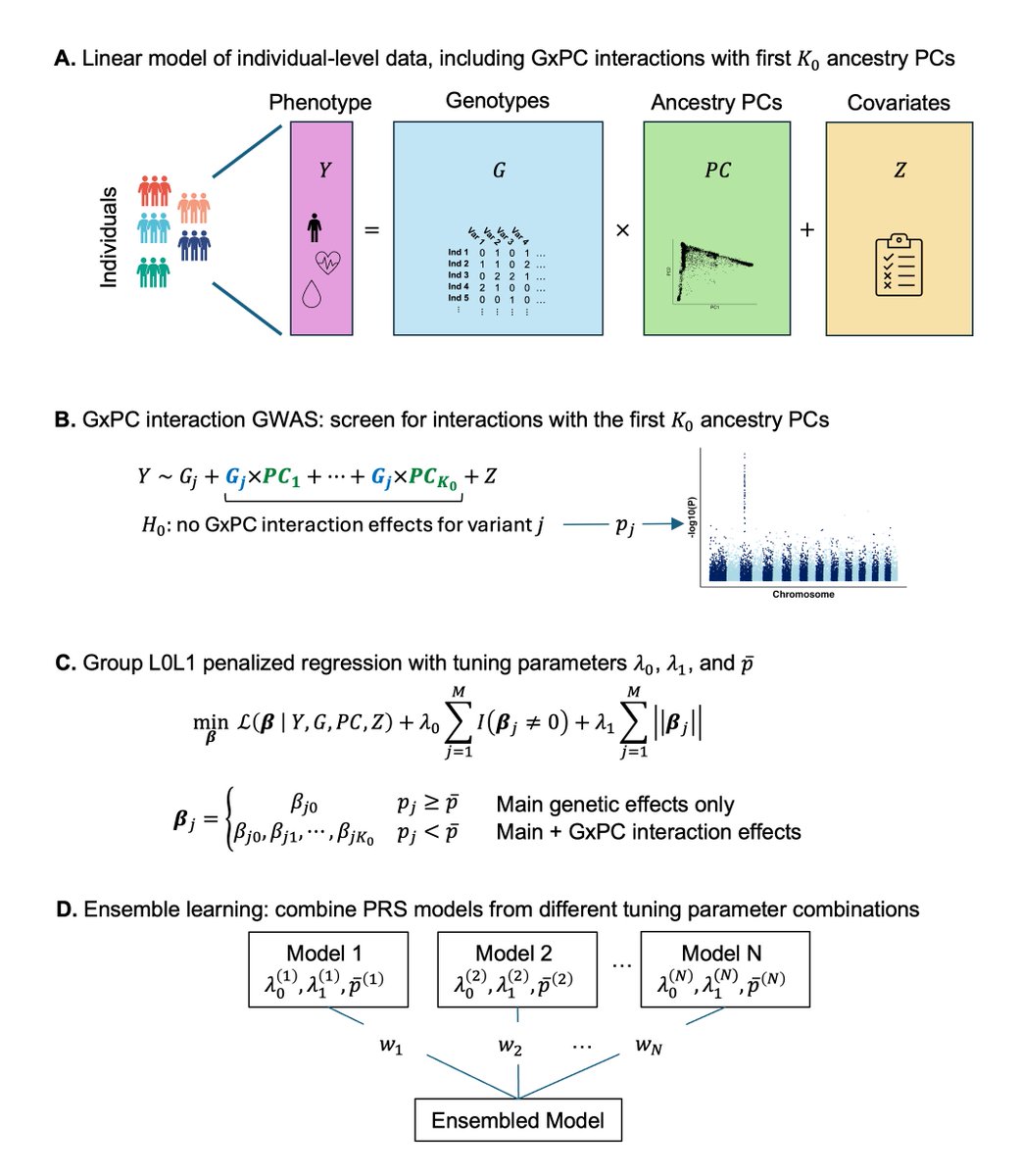 SPLENDID uses an ensemble group-L0L2 penalized regression framework to model interactions between genetic variants and ancestry PCs. This allows for simultaneous estimation of shared and heterogeneous effects across diverse populations without discrete ancestry labels.