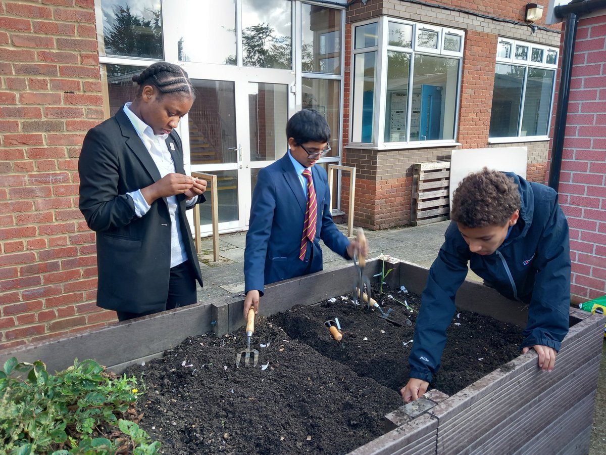 CraibMrs's tweet photo. Last week DGS gardeners were planting out onions and garlic and this week they were propagating geraniums and spider plants... @DartfordGS @DrCourtDGS @DGSSciCollege https://t.co/GT9poHJCY7