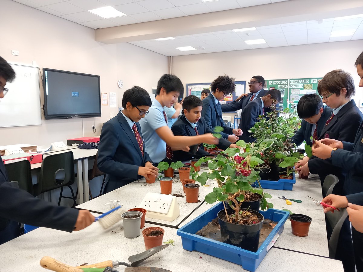 Last week DGS gardeners were planting out onions and garlic and this week they were propagating geraniums and spider plants... <a href="/DartfordGS/">Dartford Grammar</a> <a href="/DrCourtDGS/">Dr Court</a> <a href="/DGSSciCollege/">DGS Science College</a>