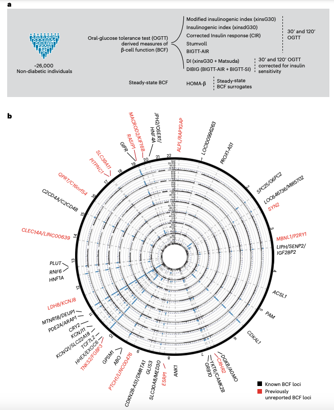 Genetic architecture of 8 β-cell function traits from 26,000 individuals🧬

Nice integration efforts with epigenomic and transcriptomic data from human pancreatic islets.

📊Summ stats available throuhg the @T2DKP portal: t2d.hugeamp.org/downloads.html 
📰Paper: nature.com/articles/s4225…
