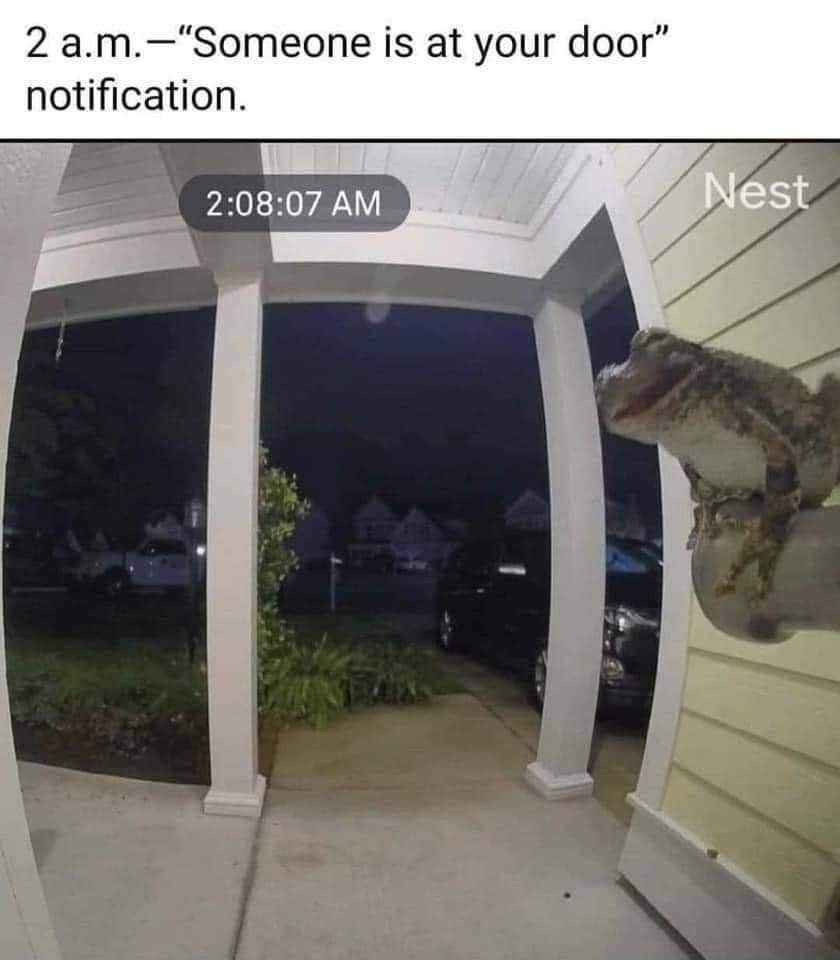 No Context Frogs (@nocontextfrogs) on Twitter photo 