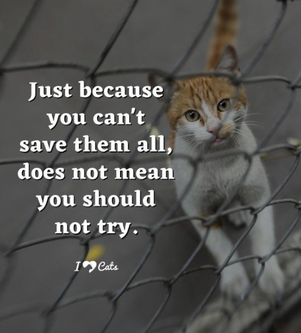 felineguardians's tweet photo. The Chinese cat torturers are provoking trouble as people around the🌍are watching in horror as to what they are doing to poor, defenceless cats for sadistic pleasure &amp; money. You have the power to change this, please help laws to be introduced.
@EmbChinaMex
@EmbZhangRun https://t.co/WjCiarMsa0
