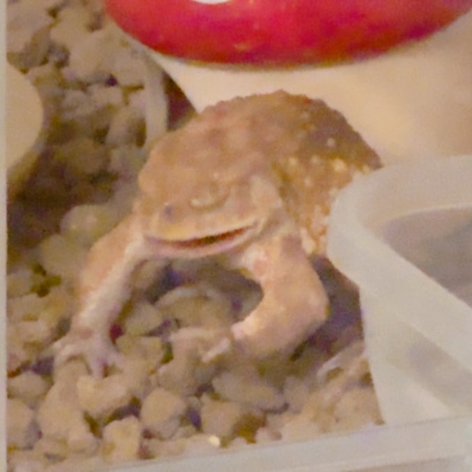 shikeppy's tweet photo. 🐸へ…ふぇ……ふぇ……
ぶぇーーーっくしゅ！！！！！！！ https://t.co/gtskQYC5MU