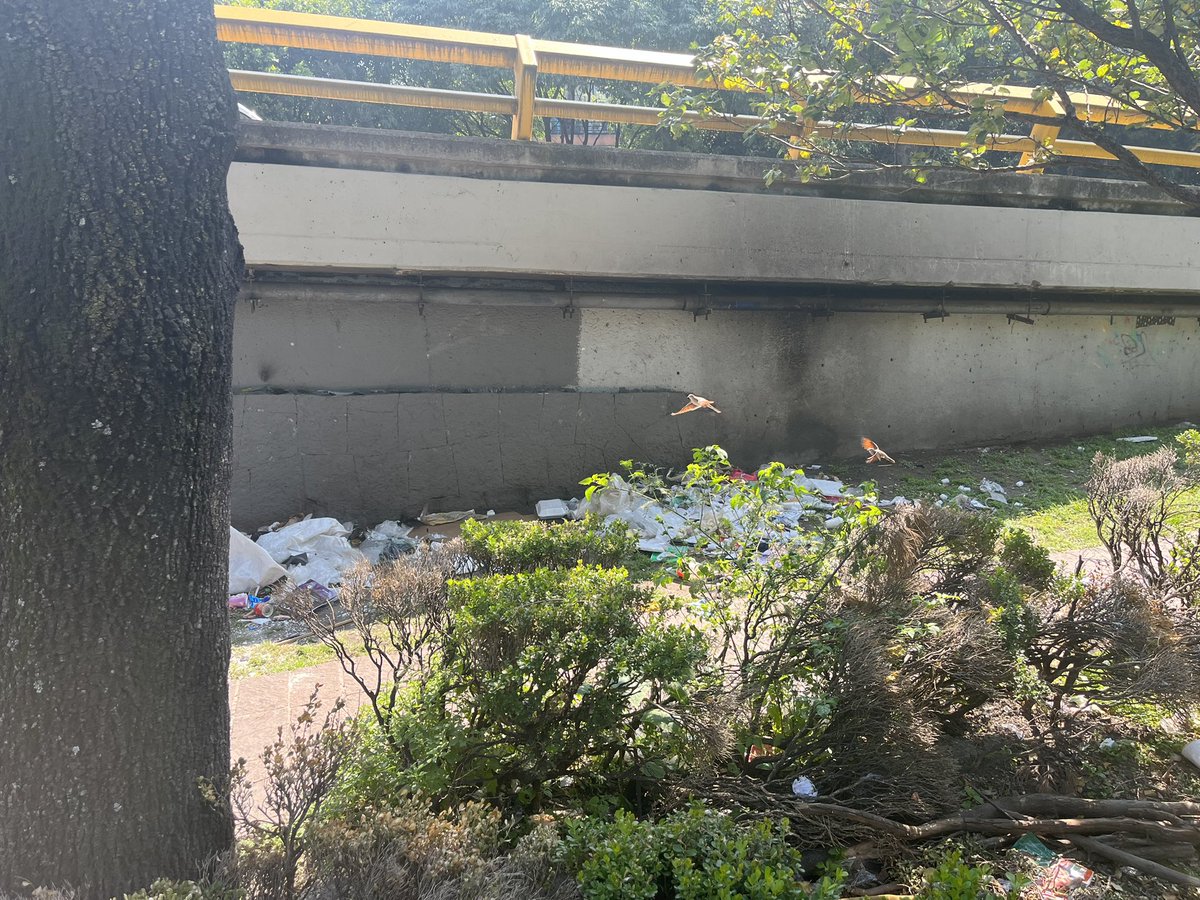 MANUELBALBI's tweet photo. @AlcCuauhtemocMx @AlessandraRdlv les presento la Plaza Melchor Ocampo… urge recuperarla… todos los días llena de basura y sin basureros (ya se robaron todos) desde hace meses vivimos así https://t.co/AXQqjzfENl