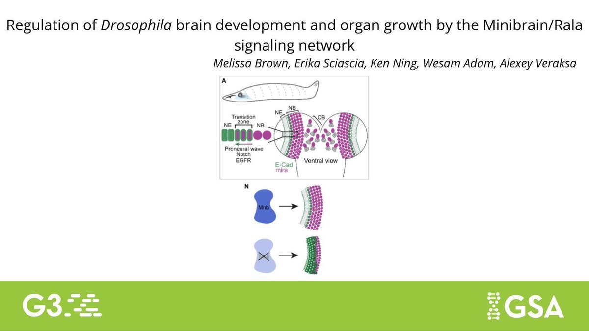 Genetics Society of America tweet media