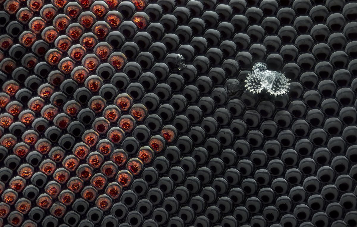 TheAtlPhoto's tweet photo. Photographing the Microscopic: Winners of Nikon Small World 2024 - 20 of the winning and honored images "of all things visible under a microscope" submitted to this year's competition, selected from more than 2,100 entries. https://t.co/fAhaKDLOVD https://t.co/J410uPWHKq