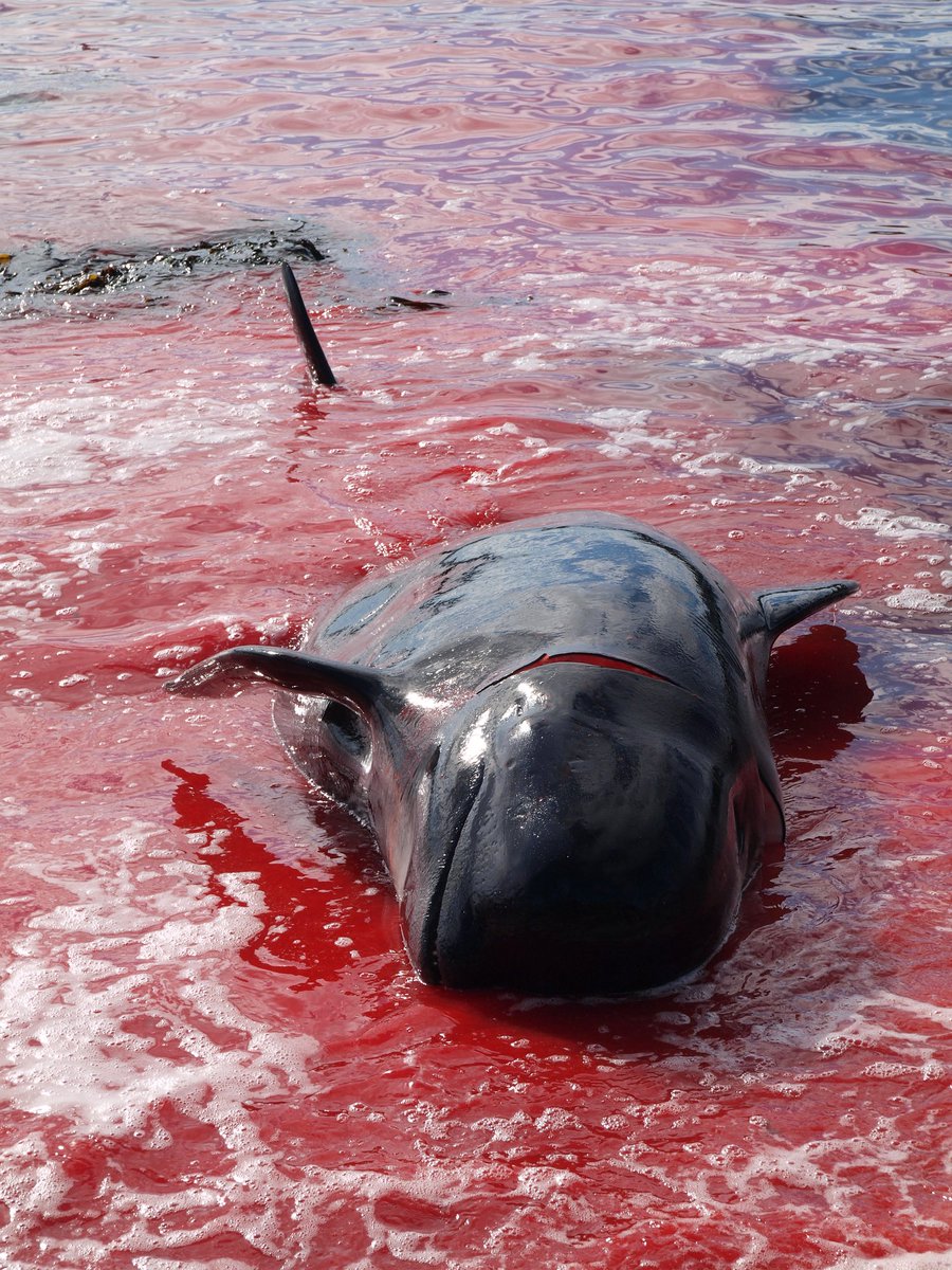 Blue Planet Society tweet media