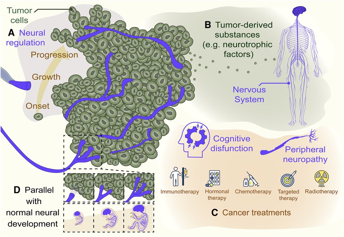 Join us in addressing complex Cancer-Neuroscience questions!
Integrating priorities at the intersection of cancer and neuroscience sciencedirect.com/science/articl…