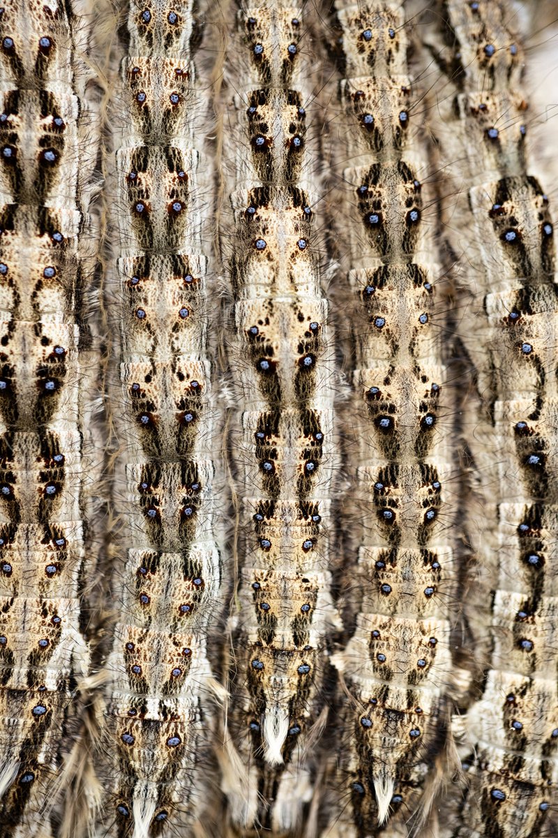 Don’t worry, you’re not seeing double. This mind-boggling image shows how tent moth caterpillars gather close to camouflage against tree bark, trying to remain invisible to predators.

📷 by ’24 Art of Nature Finalist Xiaodong Sun