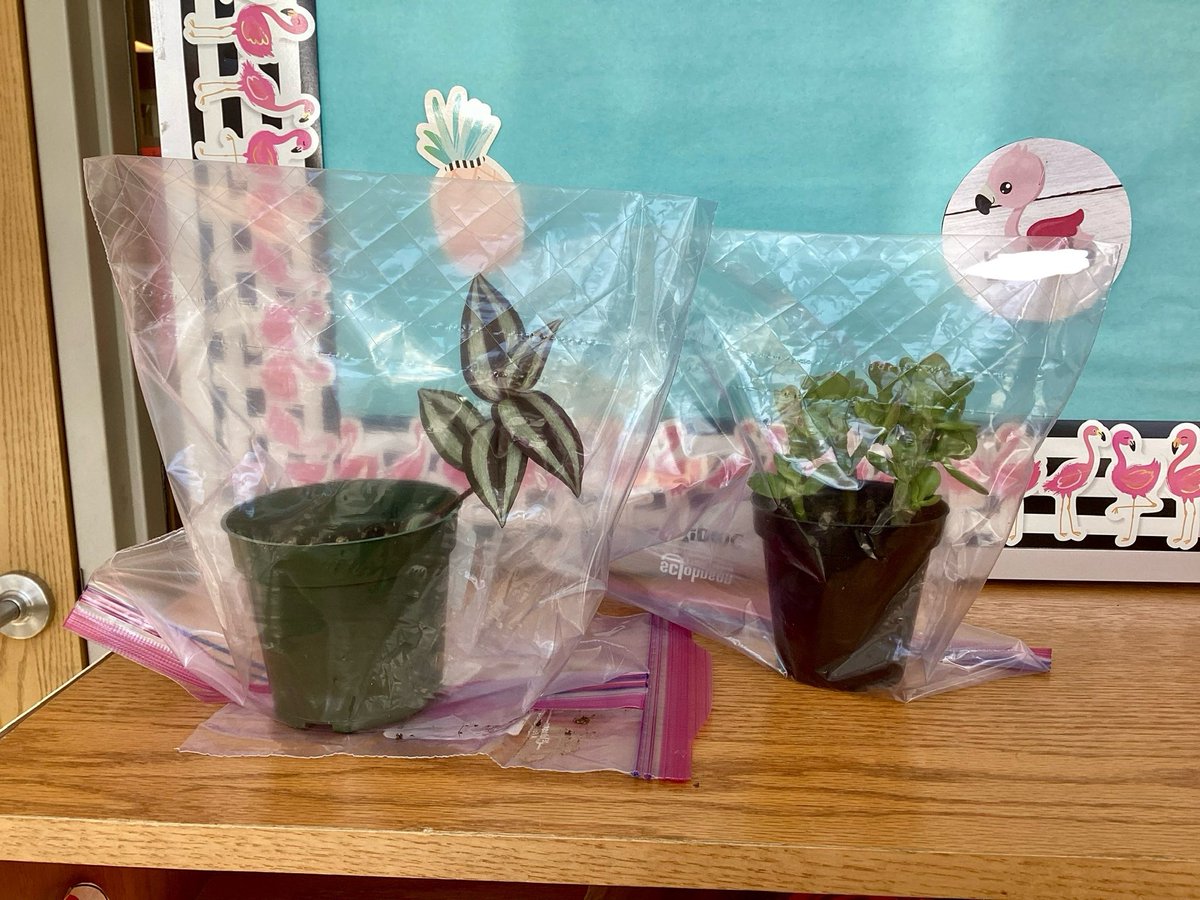 RockinRoom5's tweet photo. Our pre-field trip experiment begins! What will happen to these plants over the weekend? #STEMD69 @chicagobotanic https://t.co/Zreru042BG