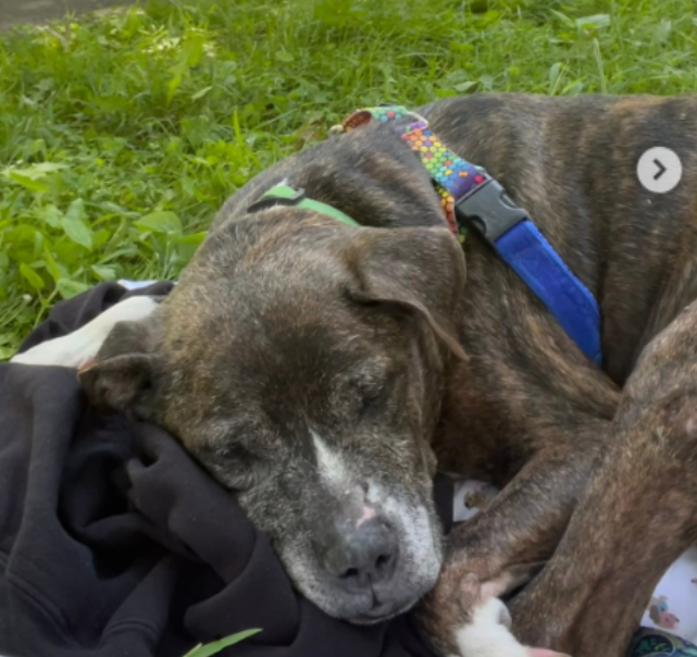 TAPNYACC's tweet photo. Lazzi was Rescued🎉
@muddypawsnyc Thank you & your #Foster
Lazzi is taking a nice nap in the park after an enjoyable #FreedomWalk
We couldn't do it w/o U💖
#Pledging #Sharing & #Caring
Let's save more lives
#Foster https://t.co/xaXJZTOWU4