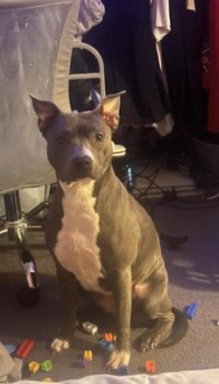 millypod1's tweet photo. IVY HOME SAFE. THANKS FOR RT's 😊🐕🐾

NEED TO LOCATE FINDERS. IVY NEEDS MEDS  
🆘15 OCT 2024 #Lost IVY #ScanMe #Tagged
Staffordshire Bull Terrier Female 
Last seen being put into a car by a man &amp; a woman on Dalby Road #MeltonMowbray #Leicestershire #LE13 https://t.co/7D5eFXQFmC https://t.co/EfhBbf5Gfd