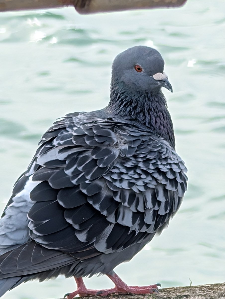 Pitchedup24's tweet image. Sharing a moment with these little guys..