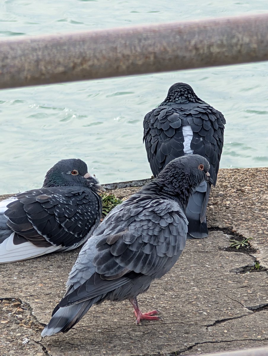 Pitchedup24's tweet image. Sharing a moment with these little guys..