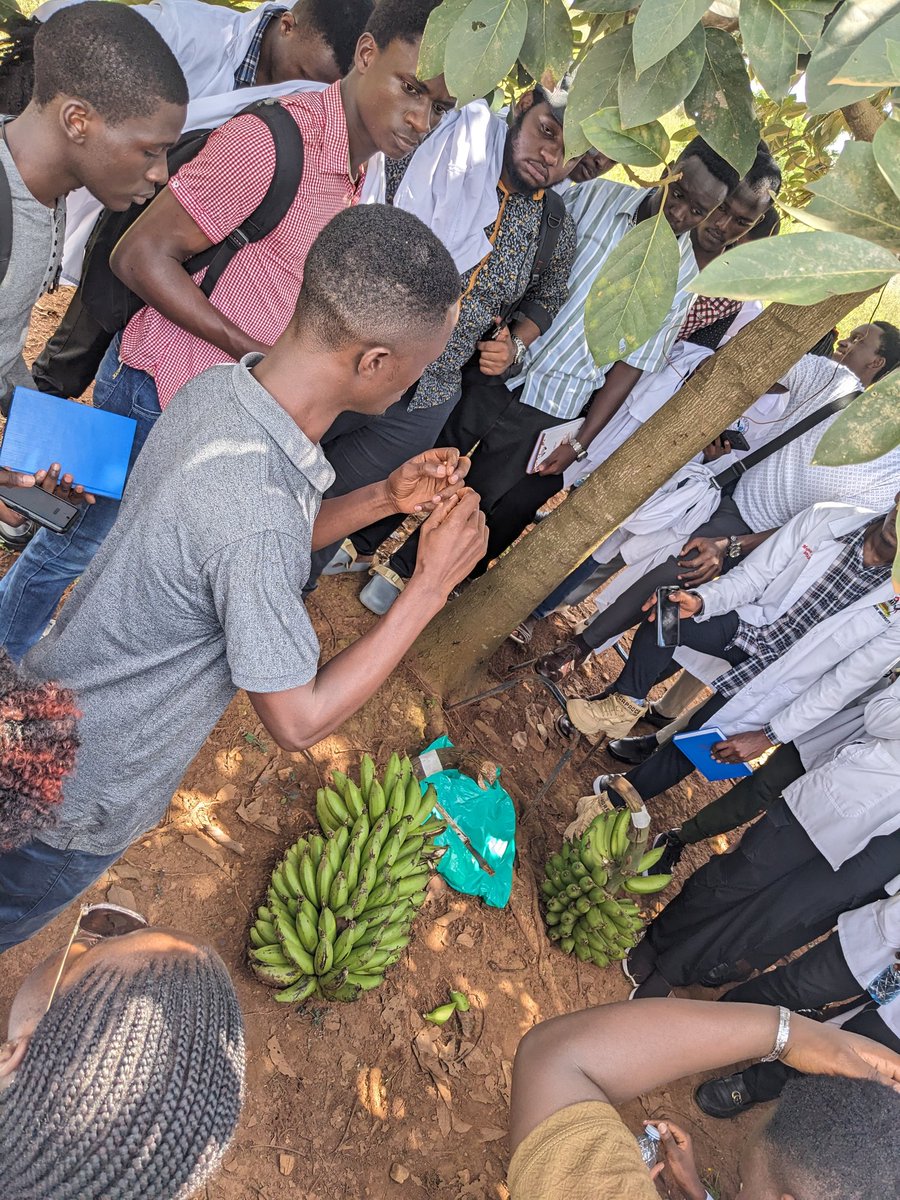 Today at the NARL-kawanda. MUBIS was glad to have learned a lot from the field trip that gave an appreciation of the genetic engineering techniques and tissue culture in crop improvement at the research institute.