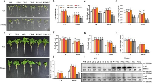Hortres's tweet photo. SlTrxh modulates nitrate stress tolerance via S-nitrosation, interacting with SlGrx9. Regulated by SlMYB86. #NitrateStress #PlantSignaling @OxfordJournals
Details:https://t.co/K6fuhuy3FE https://t.co/rkB6yy6HZK