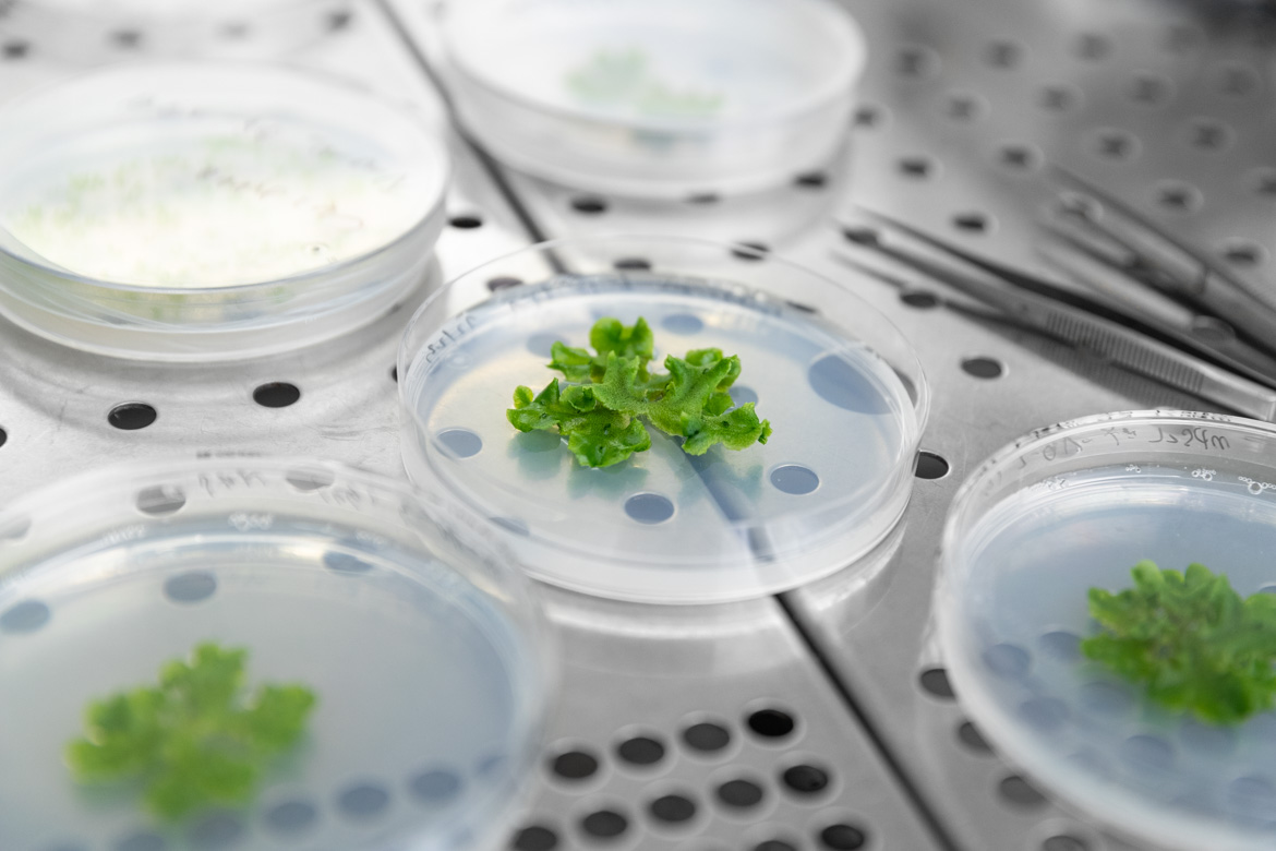 Fondazione Edmund Mach (@fondazionemach) on Twitter photo 🌟 Today kick-off meeting of the <a href="/bryomolecules/">BRYOMOLECULES PROJECT</a> project, coordinated by FEM and funded by the EU. This project aims to harness the power of #bryophytes—ancient wild #plants—to create new natural active ingredients for #cosmetics and #pharmaceuticals.
👉 bryomolecules.eu 🌟 Today kick-off meeting of the <a href="/bryomolecules/">BRYOMOLECULES PROJECT</a> project, coordinated by FEM and funded by the EU. This project aims to harness the power of #bryophytes—ancient wild #plants—to create new natural active ingredients for #cosmetics and #pharmaceuticals.
👉 bryomolecules.eu