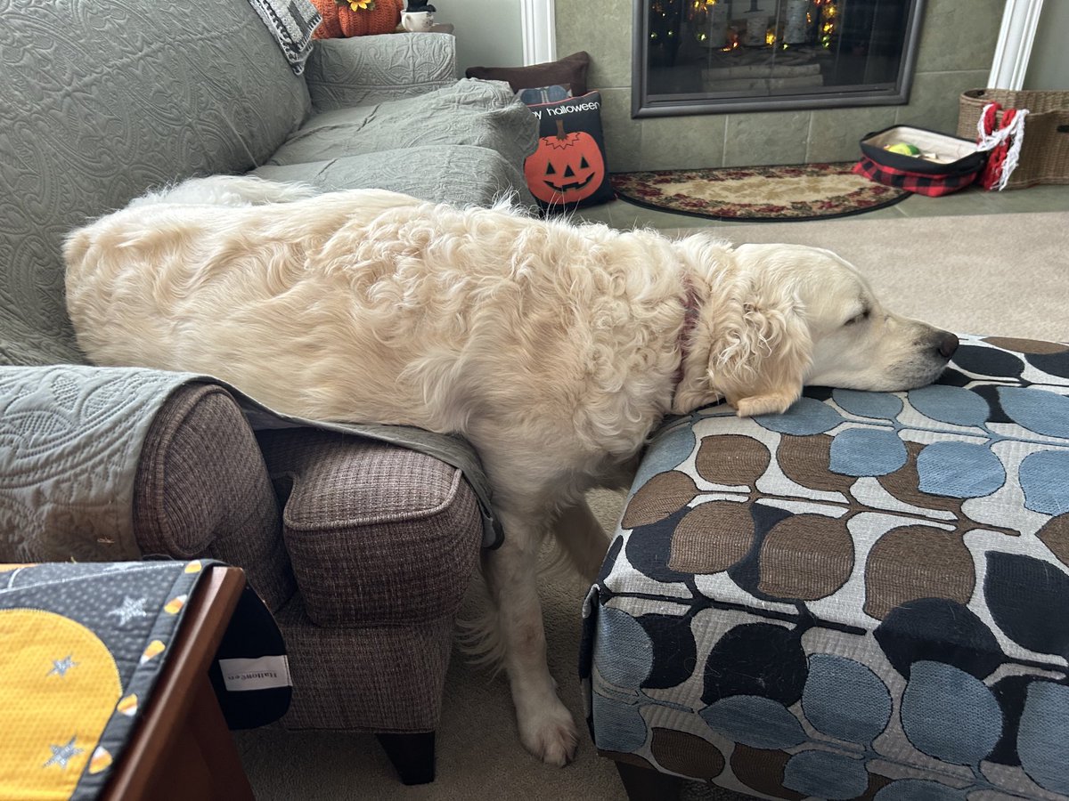 Huckleberry & Holly-berry tweet media