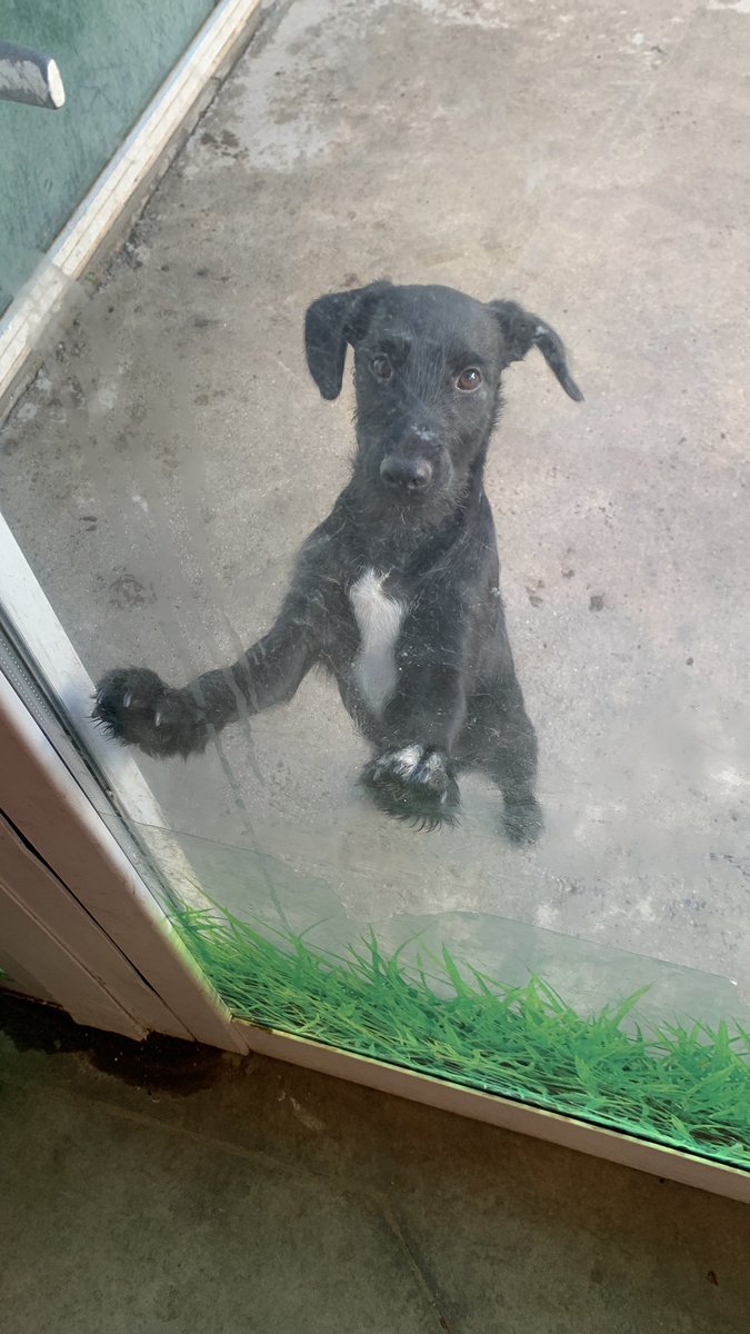 Enriquevegaa1's tweet photo. Hago un llamamiento a Twitter Malaga, este es “Alfonsillo Herrero” un maravilloso y cariñoso perro que está esperando a ser adoptado en Verdecora Málaga ( es el último de 5 hermanos). Su nombre se debe a que en la tienda nos hace tan feliz como a los malaguistas nuestro portero⬇️ https://t.co/ghDTQGSs8O