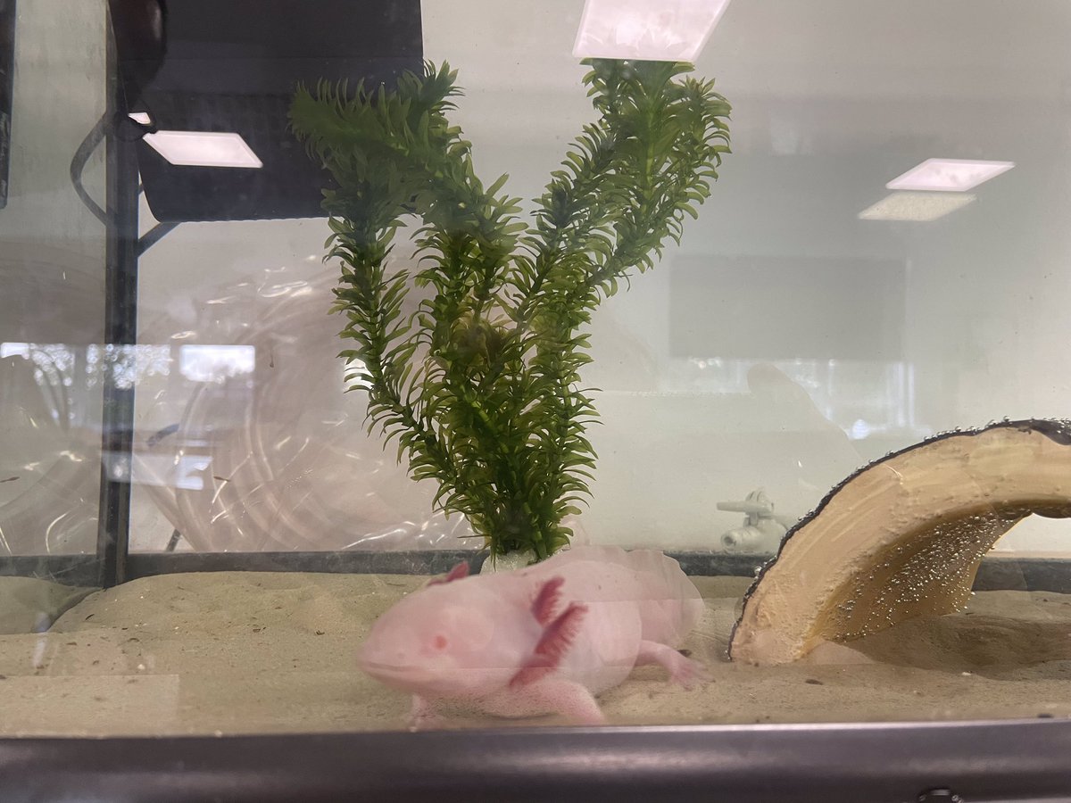 StanboroughS's tweet photo. We are excited to introduce a new addition to our Science family. You guessed it! She's an Axolotyl and our students have named her Bubbles! Axolotls have the ability to regenerate parts of their bodies. This includes limbs, eyes and even parts of their brains. Welcome Bubbles! https://t.co/aJslkzGE4n
