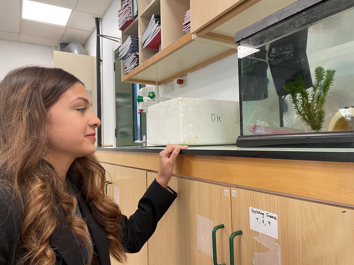 StanboroughS's tweet photo. We are excited to introduce a new addition to our Science family. You guessed it! She's an Axolotyl and our students have named her Bubbles! Axolotls have the ability to regenerate parts of their bodies. This includes limbs, eyes and even parts of their brains. Welcome Bubbles! https://t.co/VFnJn1ul59