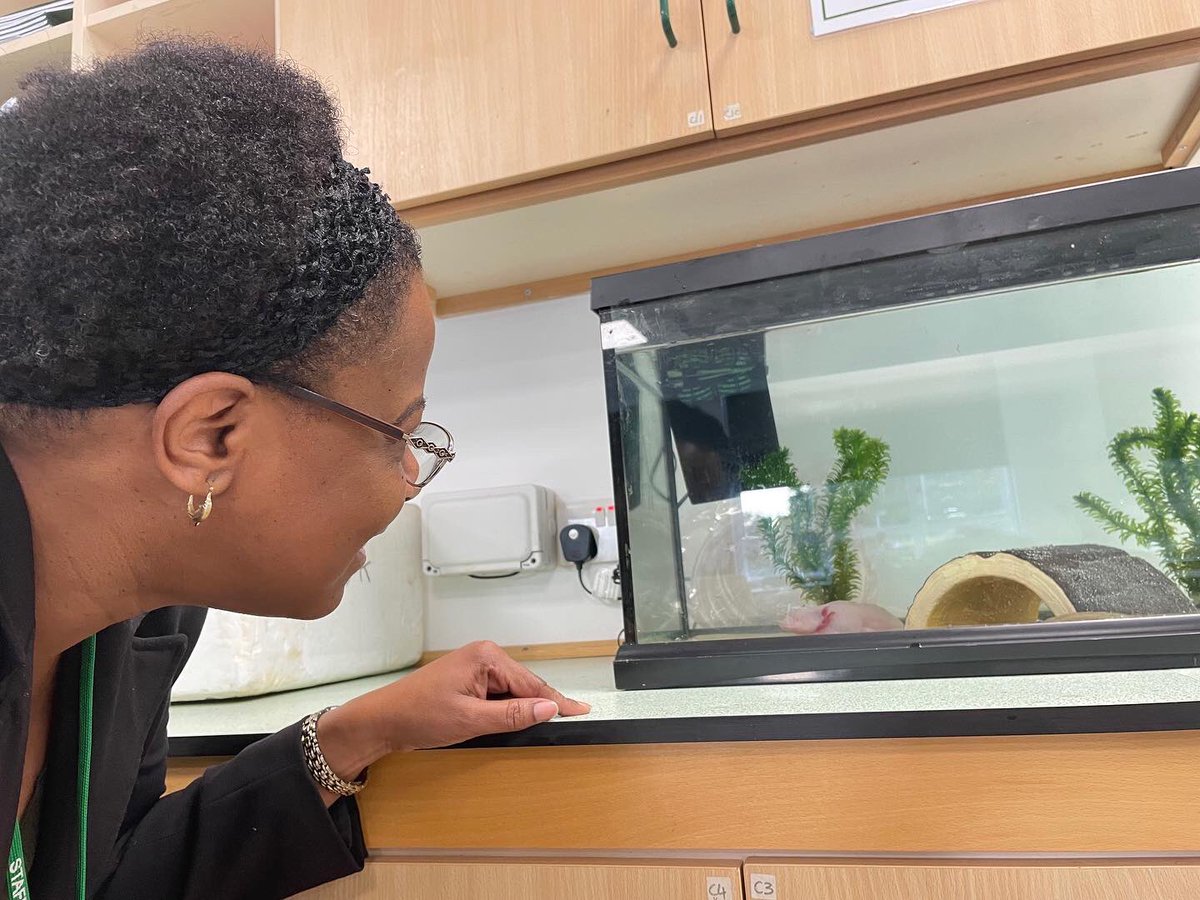 We are excited to introduce a new addition to our Science family. You guessed it! She's an Axolotyl and our students have named her Bubbles! Axolotls have the ability to regenerate parts of their bodies. This includes limbs, eyes and even parts of their brains. Welcome Bubbles!