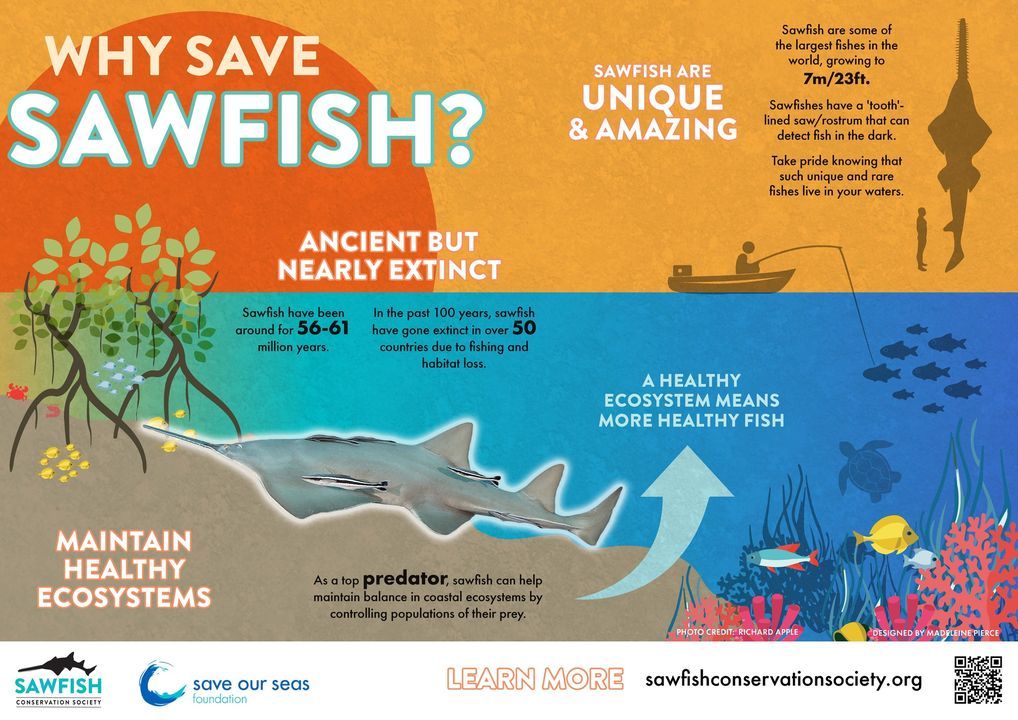 NCAquariumatPKS's tweet photo. DYK sawfish are related to sharks!? They're unique flattened fish in the same order as rays and skates. Celebrate this awesome endangered animal Oct. 17 every year for International Sawfish Day! #SawfishDay #InternationalSawfishDay #IntlSawfishDay #CoolFish #SaveTheSawfish https://t.co/WAsDLlndOU