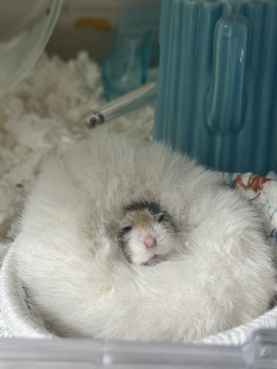 Content from kittylovemitten