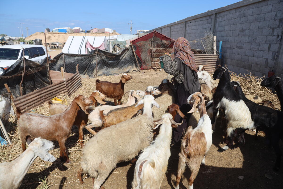 To curb hunger &amp; malnutrition in Gaza, we must act NOW – cease hostilities, restore humanitarian access to deliver food aid, and agricultural inputs in time for the winter crop planting season which has already started.

People need fresh, nutritious food.
bit.ly/4eJiBuz